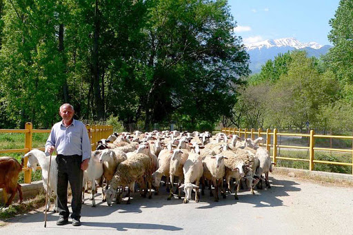 A shepherd and his flock with Mt. Olympus, Greece, in the background.