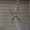 Black and Yellow Argiope