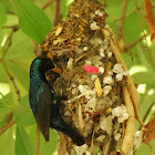 Purple Sunbird