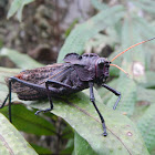 Lubber Grasshopper