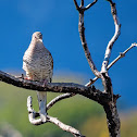 Fogo-apagou(Scaled Dove)