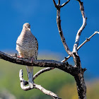 Fogo-apagou(Scaled Dove)