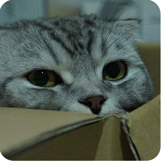 Scottish Fold Cat Wallpaper 個人化 App LOGO-APP開箱王