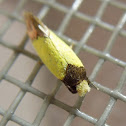 Cosmet moth