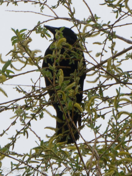 Carrion Crow | Project Noah