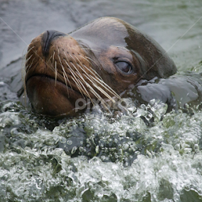 Sea Lion by Nikki Wilson - Animals Sea Creatures