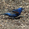 Blue Grosbeak