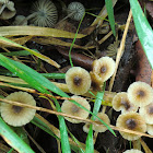 Mycena sp. ?