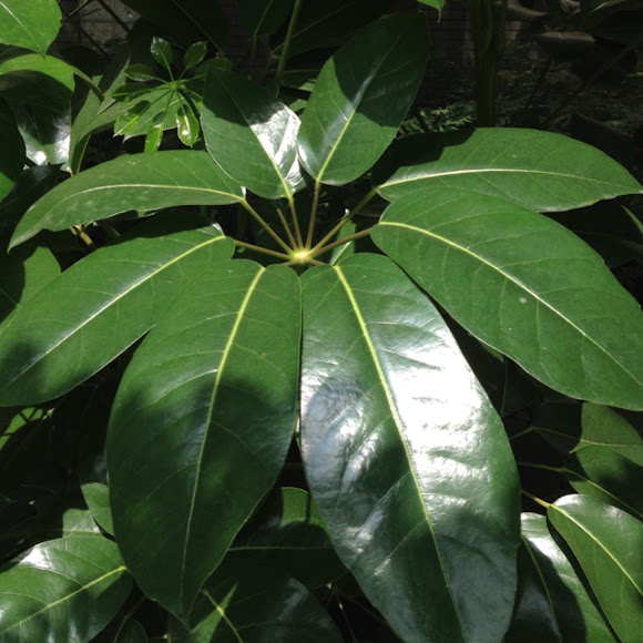 Umbrella Tree Project Noah