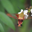 Hummingbird Clearwing Moth