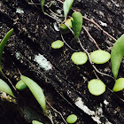 Little-leaf Lemmaphyllum