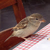 House Sparrow / Vrabac ♀
