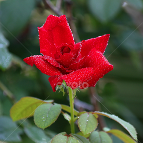 After Rain by Cak Soeryo - Flowers Single Flower
