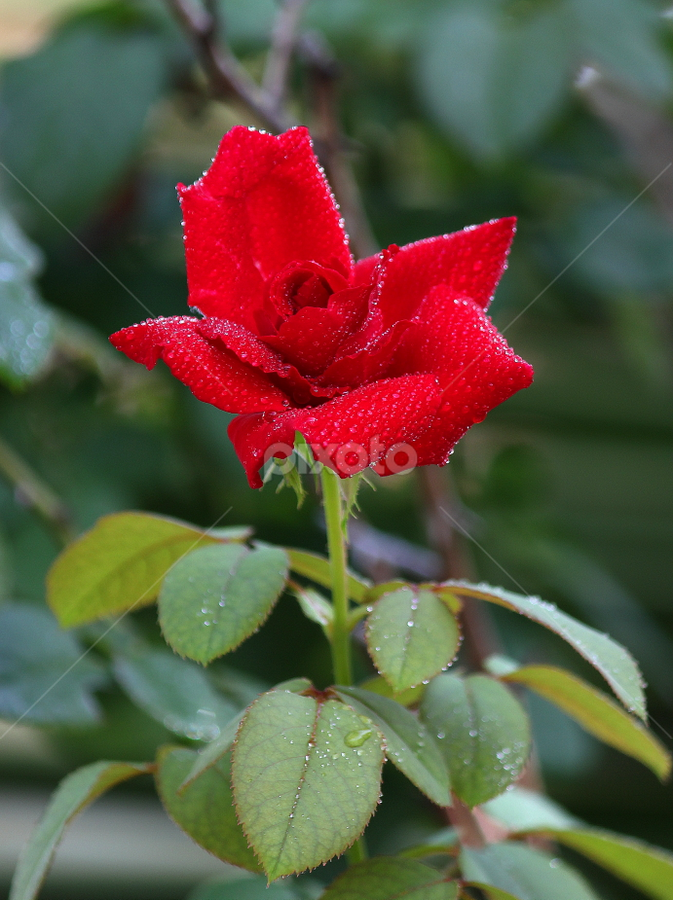 After Rain by Cak Soeryo - Flowers Single Flower