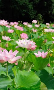 download Lotus Wallpapers HD free