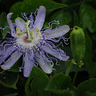 Passion Flower