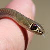 Baby Yellow-faced Whip Snake