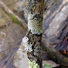 Group of Lichen