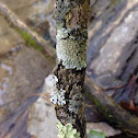 Group of Lichen