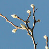 Magnolia (tree budding)