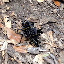 Black and Yellow Grasshopper