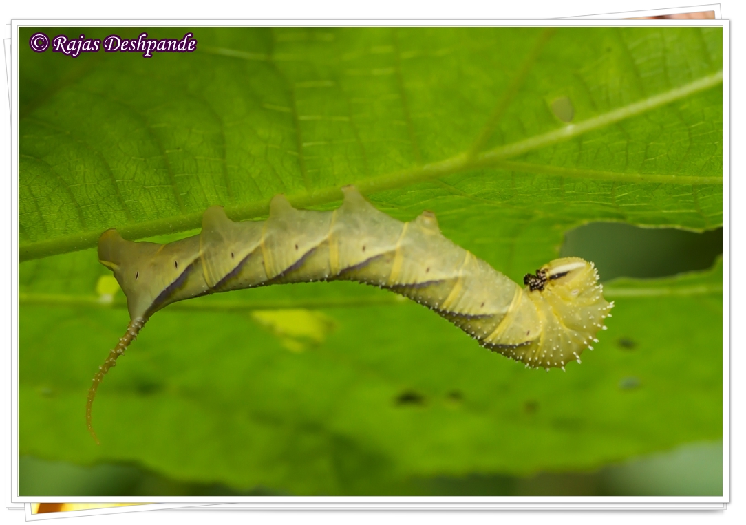 Hawk Moth Caterpillar