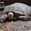 African Spurred Tortoise