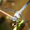 Great Blue Skimmer