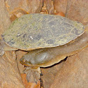 Northern Snake-Necked Turtle