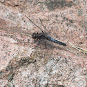 Chalk-fronted corporal