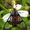 Dinia Moth