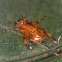 may beetle