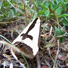 Clymene Moth