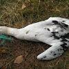 Havsule (Northern Gannet)