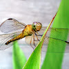 GrGround Skimmer Dragonfly (Female)