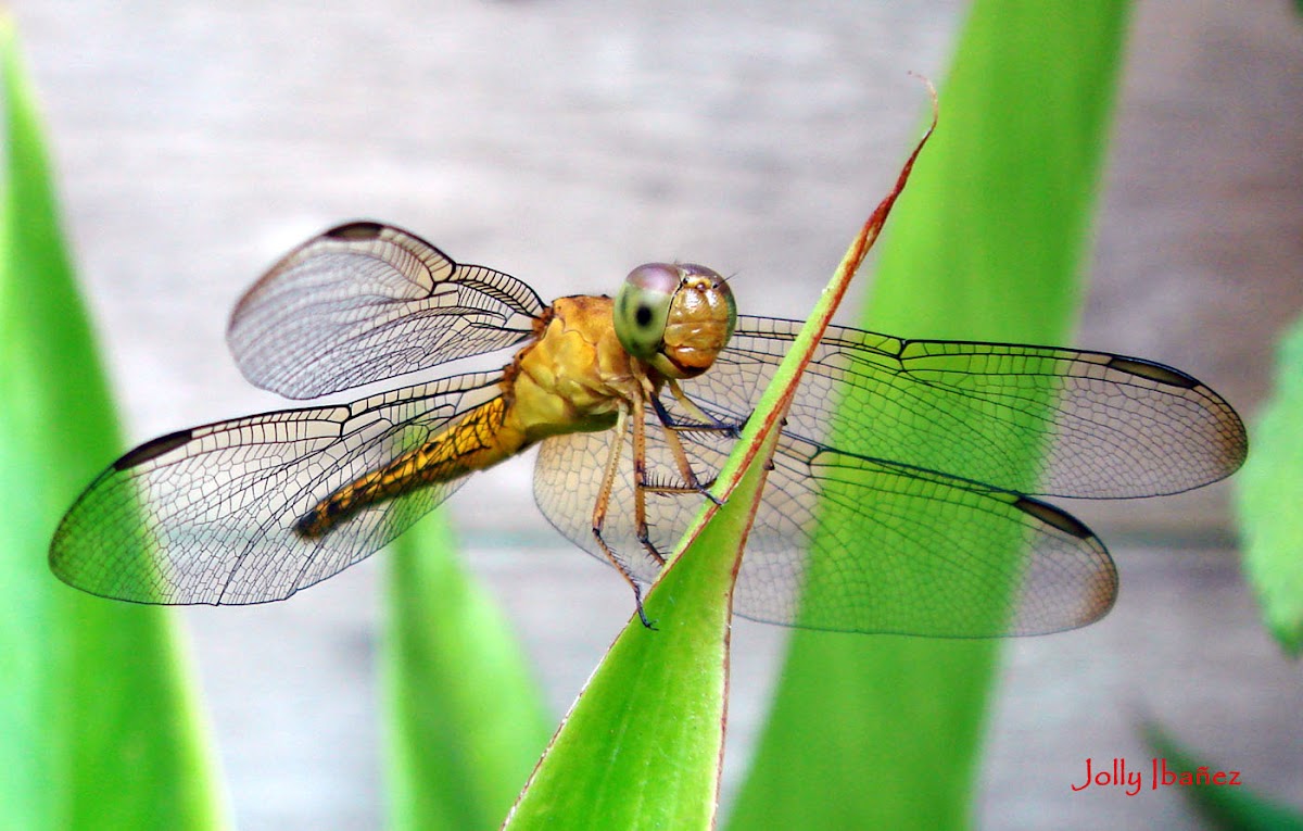 GrGround Skimmer Dragonfly (Female)