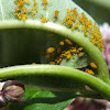 Oleander Aphid