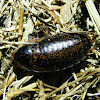 Mottled Cockroach