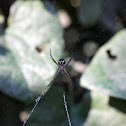 Silver Garden Spider