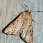 Cutworm or Dart Moth