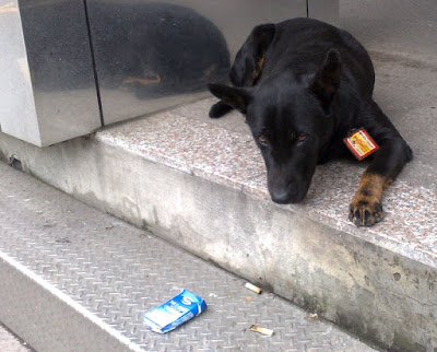 [DOG]戴著護身符的小狗！ - 阿祥的網路筆記本