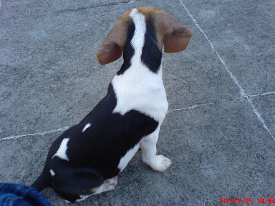 [DOG]豆豆！在天上也要乖乖的，好嗎？ - 阿祥的網路筆記本