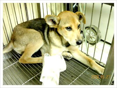 [認養]他信任你！請別讓他受到二度傷害！ - 阿祥的網路筆記本