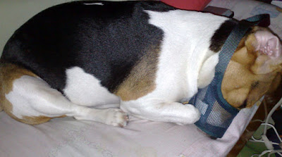 [DOG]歲月如梭…豆豆來家裡一年了！ - 阿祥的網路筆記本