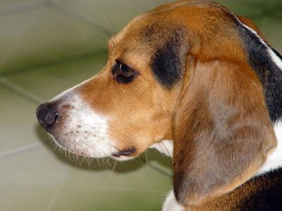 [Dog]此物最相思：紅豆來我家！ - 阿祥的網路筆記本