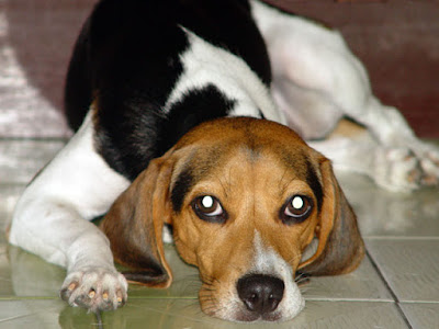 [Dog]此物最相思：紅豆來我家！ - 阿祥的網路筆記本