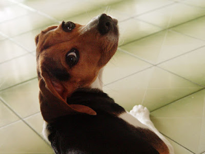 [Dog]此物最相思：紅豆來我家！ - 阿祥的網路筆記本