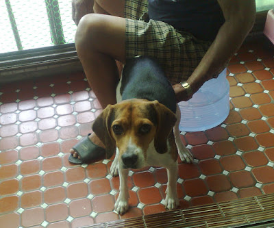 [Dog]此物最相思：紅豆來我家！ - 阿祥的網路筆記本