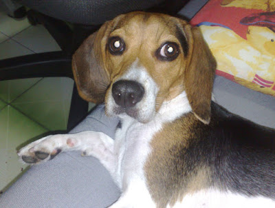 [Dog]此物最相思：紅豆來我家！ - 阿祥的網路筆記本