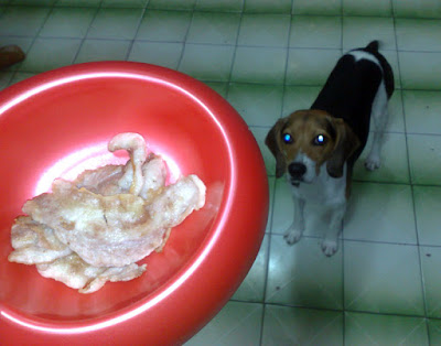 [DOG]紅豆也要吃烤肉！ - 阿祥的網路筆記本